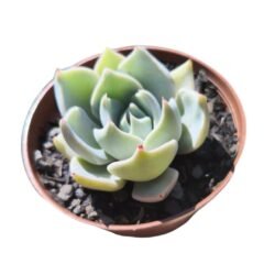 Echeveria Glorious