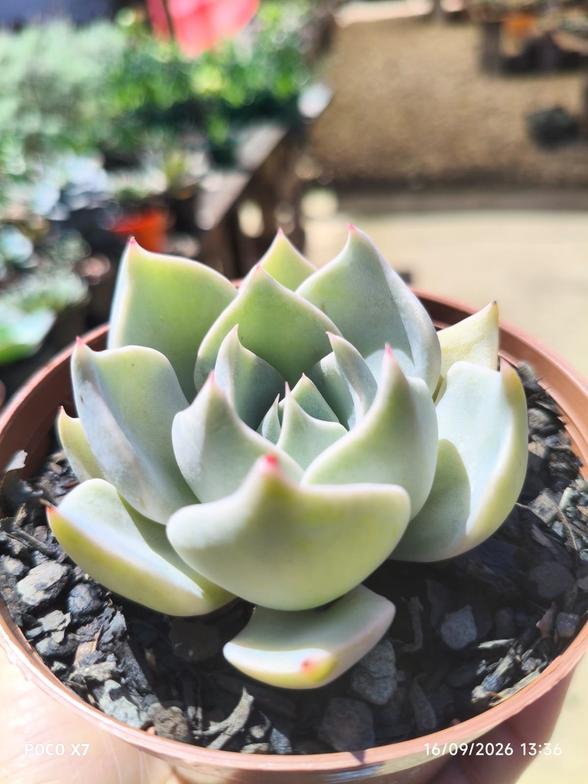 Echeveria Glorious - Imagem 2