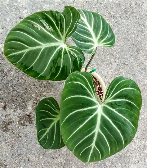 Philodendron Gloriosum - Imagem 2