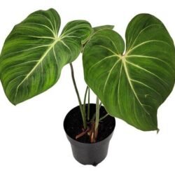 Philodendron Gloriosum