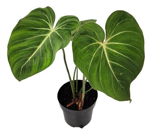 Philodendron Gloriosum