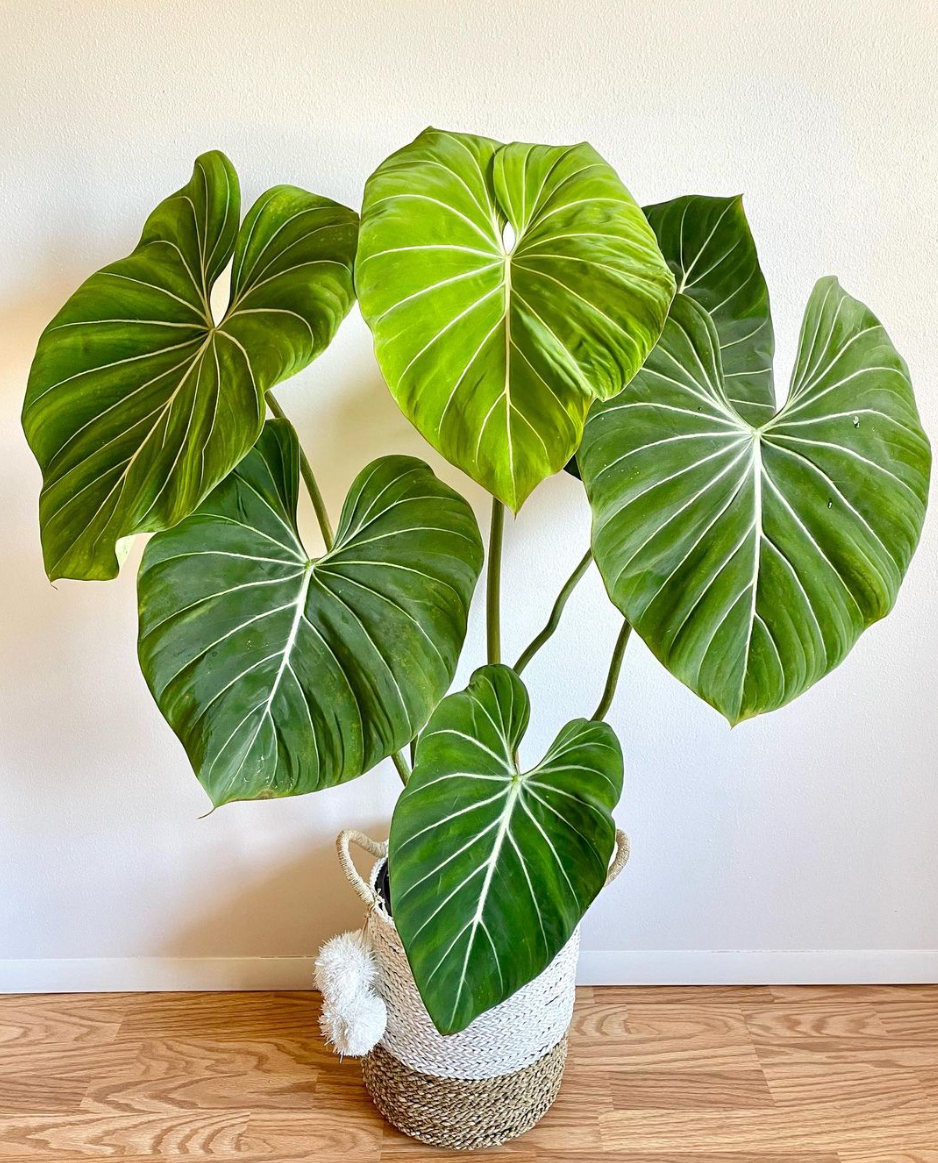 Philodendron Gloriosum - Imagem 3
