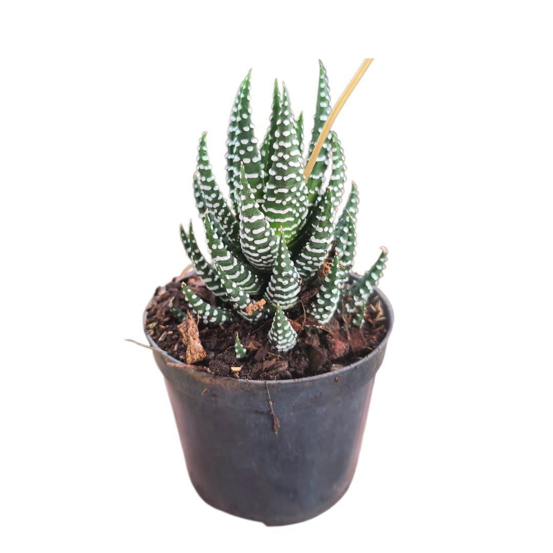 Haworthia Reinwardtii var. Zebrina