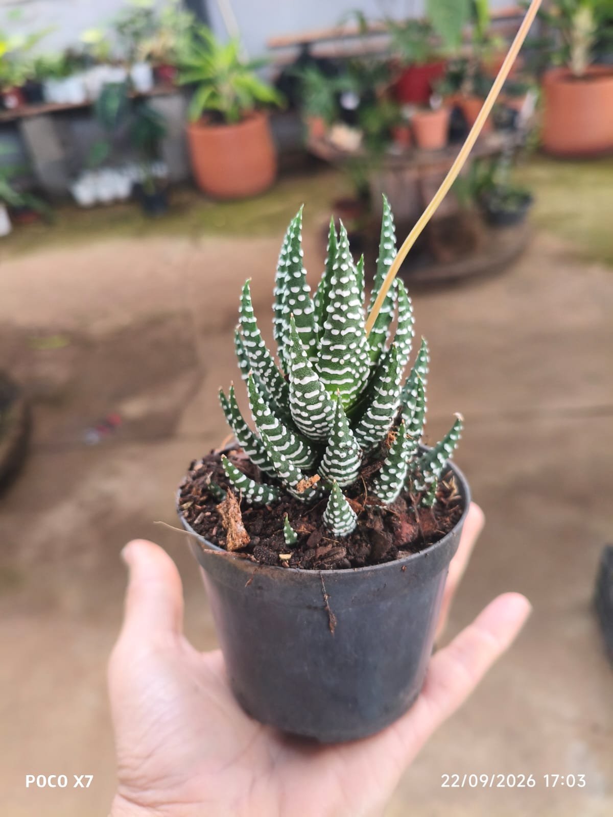 Haworthia Reinwardtii var. Zebrina - Imagem 2
