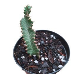 Euphoria Stellata