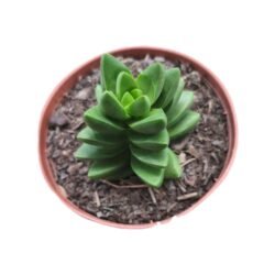Crassula Benjamim