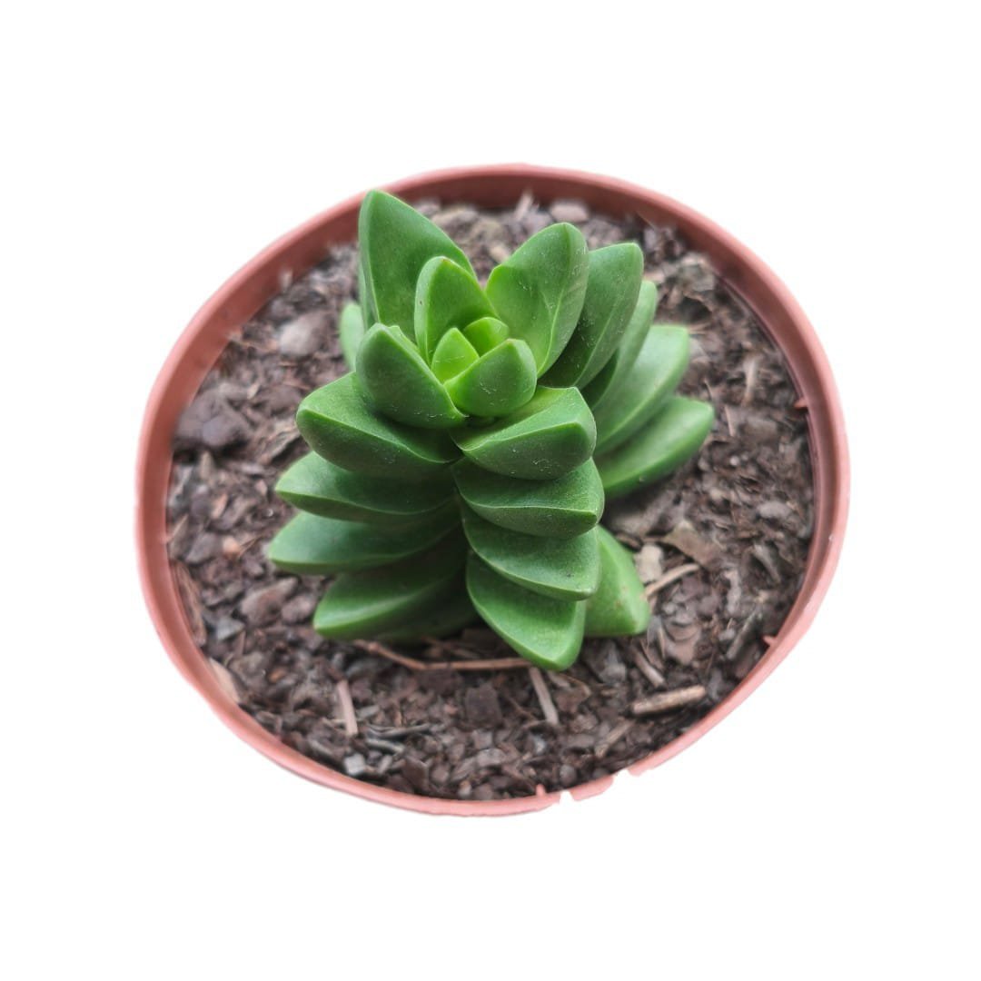 Crassula Benjamim