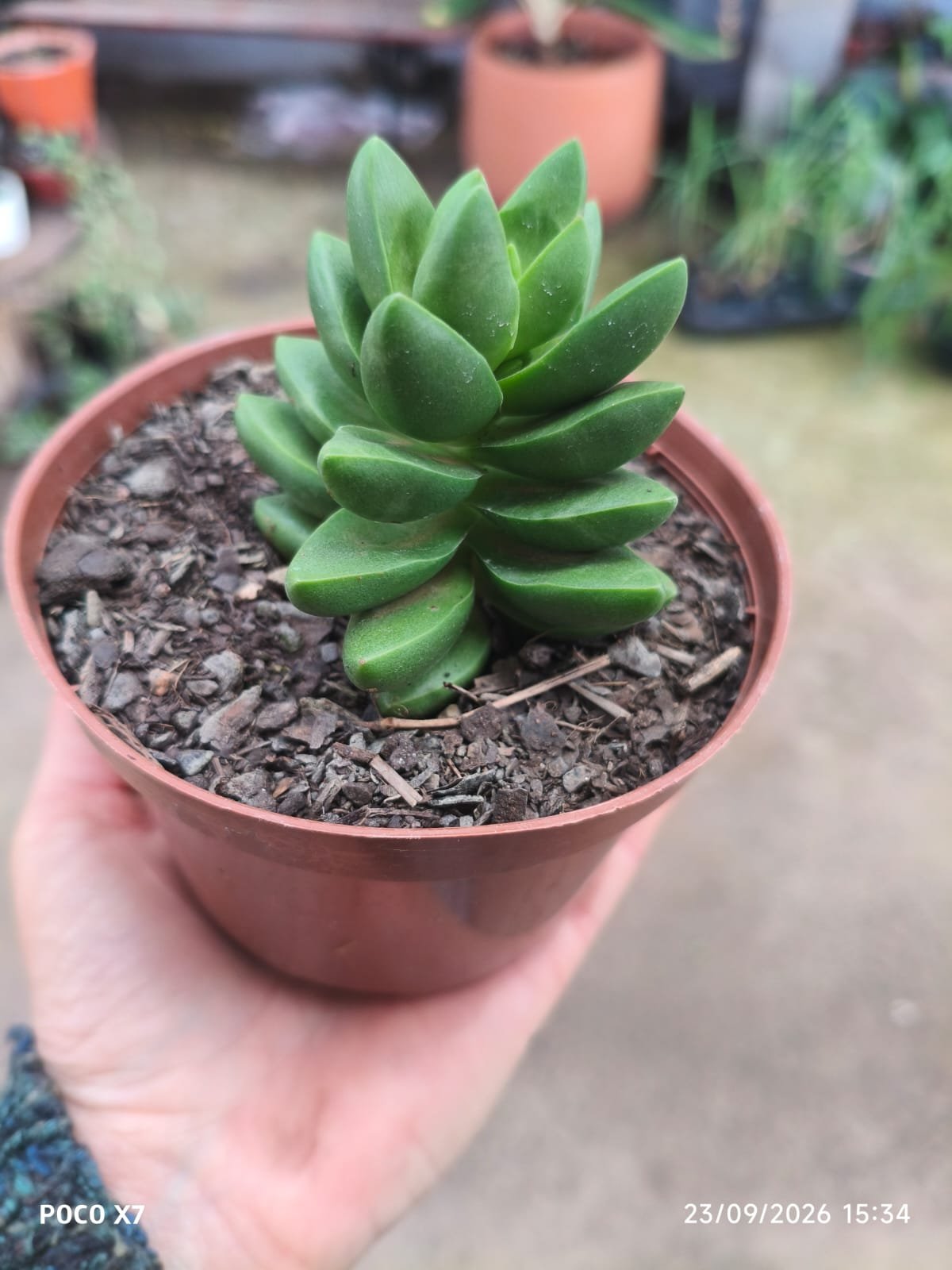 Crassula Benjamim - Imagem 2
