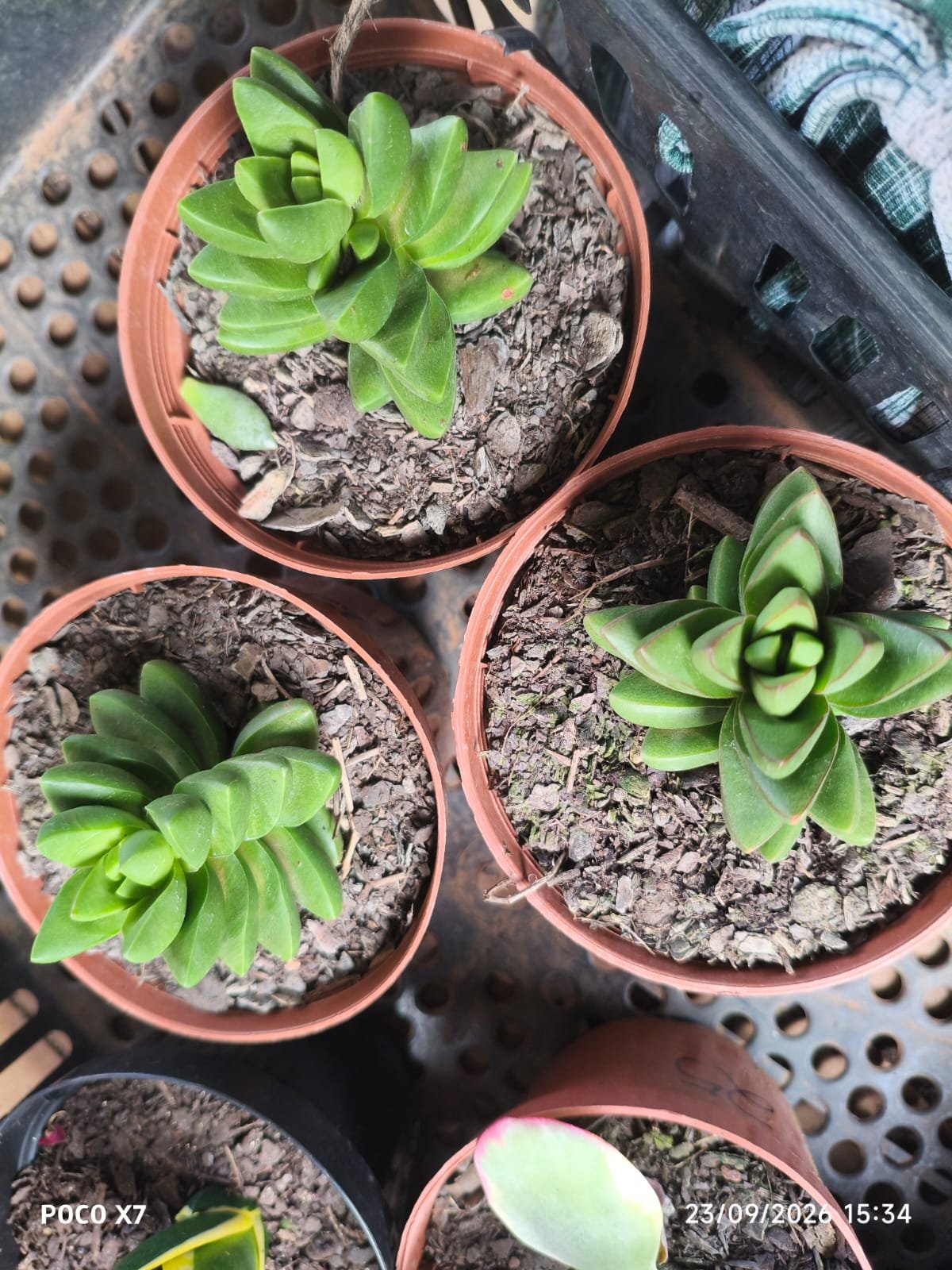 Crassula Benjamim - Imagem 3
