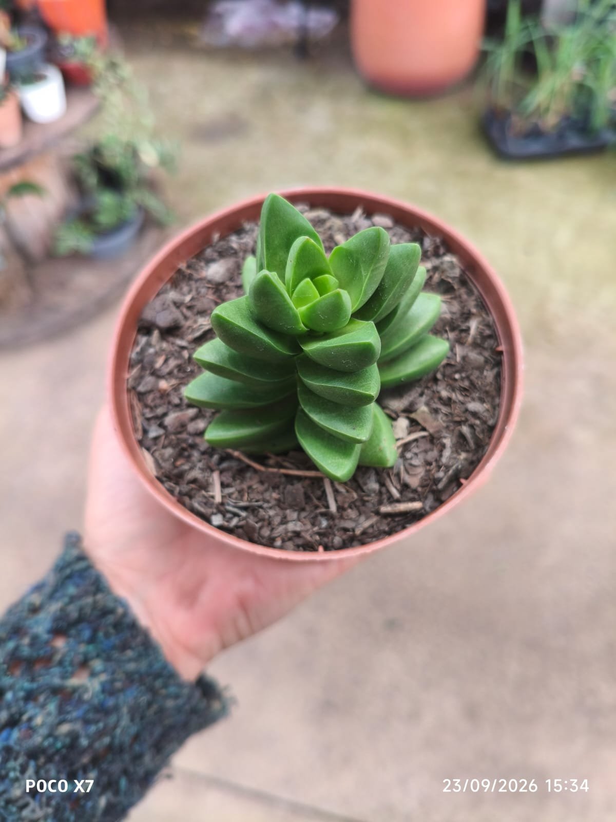 Crassula Benjamim - Imagem 4