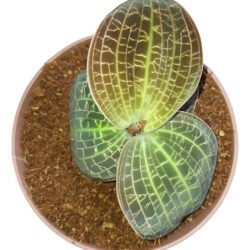 Planta Orquídea Joia (macodes Sanderiana) Branco