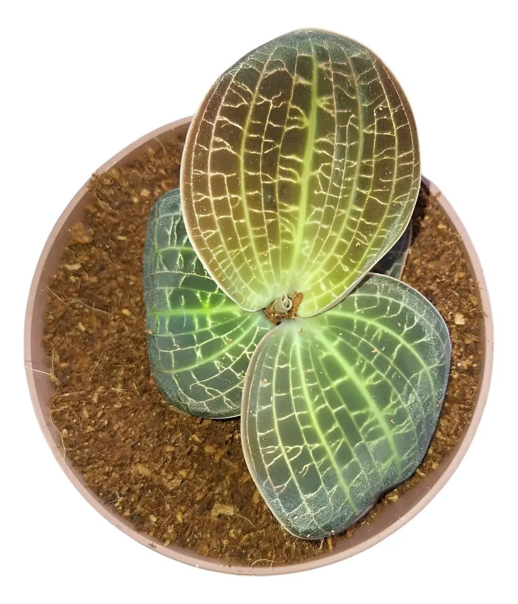 Planta Orquídea Joia (macodes Sanderiana) Branco