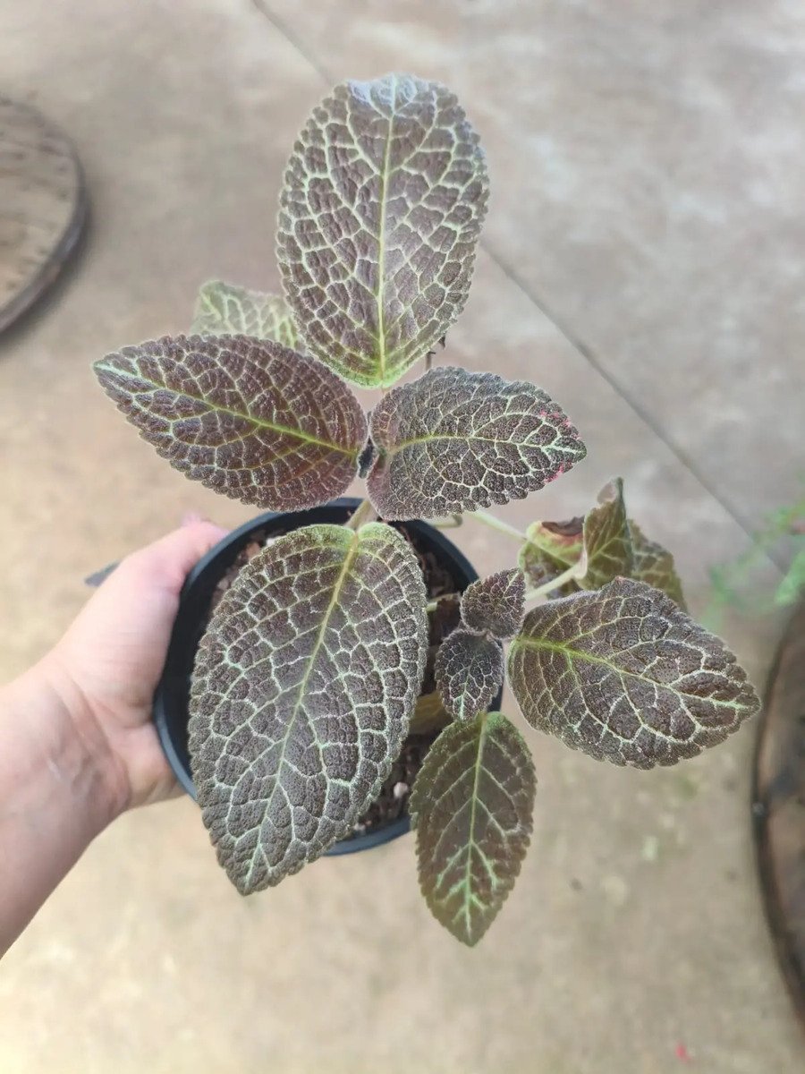 Episcia Cupreata (Tapete De Rainha) Flor Vermelha - Imagem 3