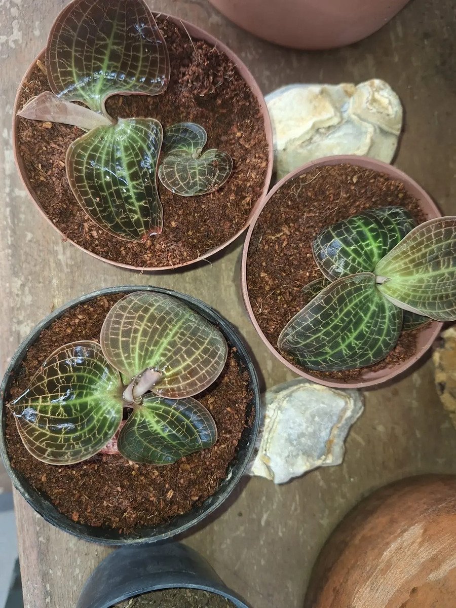 Planta Orquídea Joia (macodes Sanderiana) Branco - Imagem 2