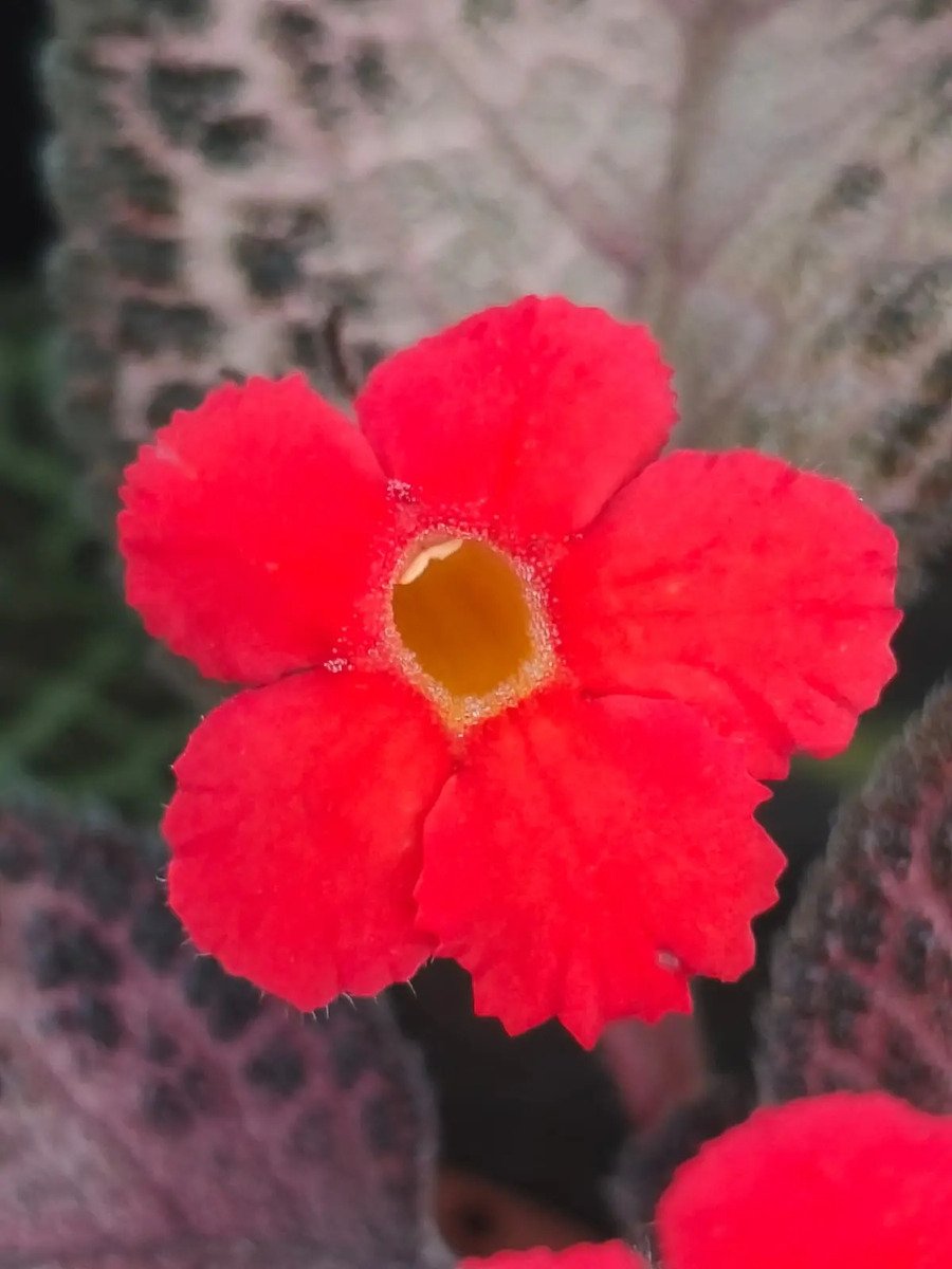 Episcia Cupreata (Tapete De Rainha) Flor Vermelha - Imagem 4