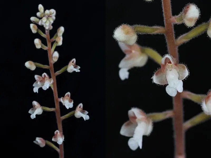 Planta Orquídea Joia (macodes Sanderiana) Branco - Imagem 3