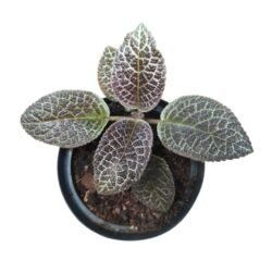 Episcia Cupreata (Tapete De Rainha) Flor Vermelha