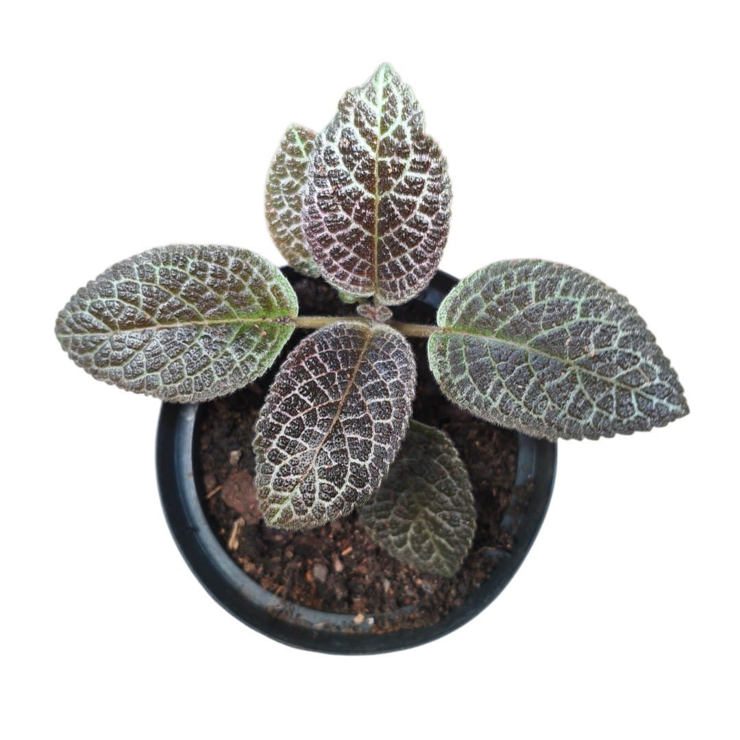 Episcia Cupreata (Tapete De Rainha) Flor Vermelha