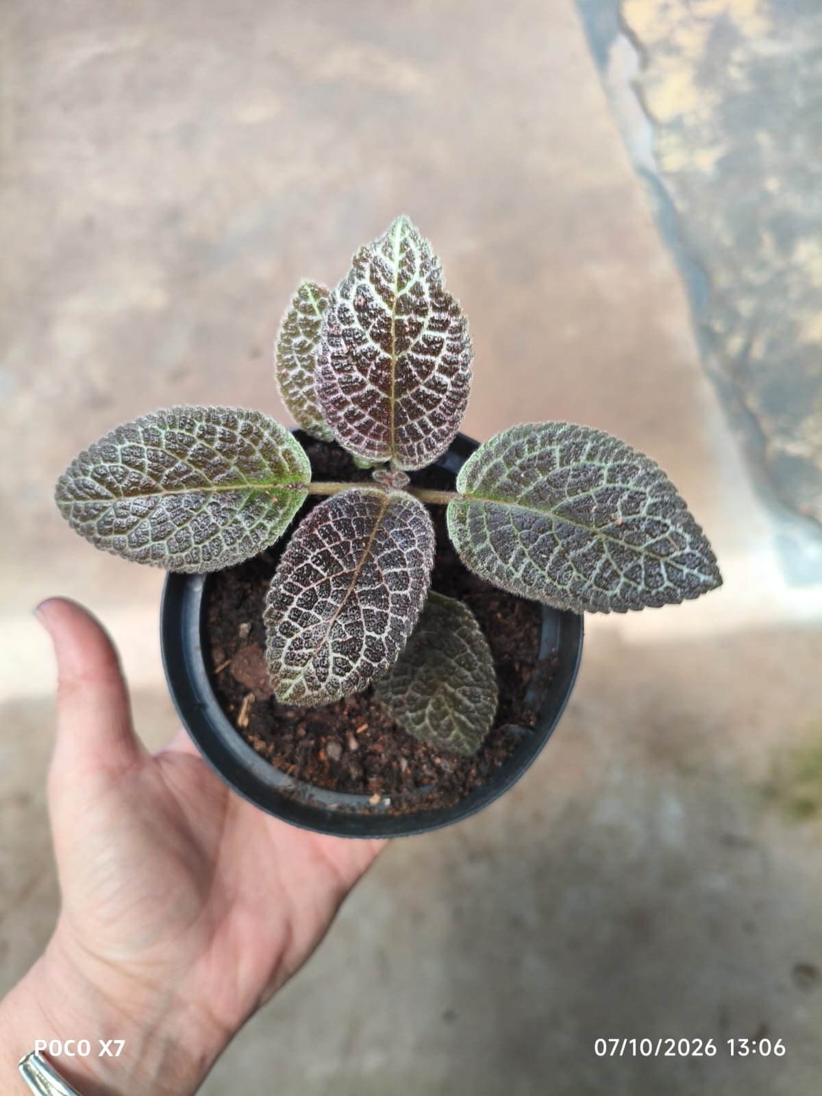 Episcia Cupreata (Tapete De Rainha) Flor Vermelha - Imagem 2