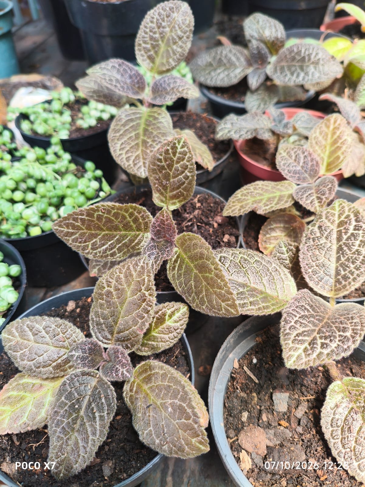 Episcia Cupreata (Tapete De Rainha) Flor Vermelha - Imagem 5