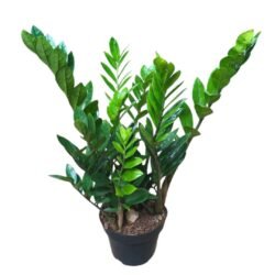 Zamioculca
