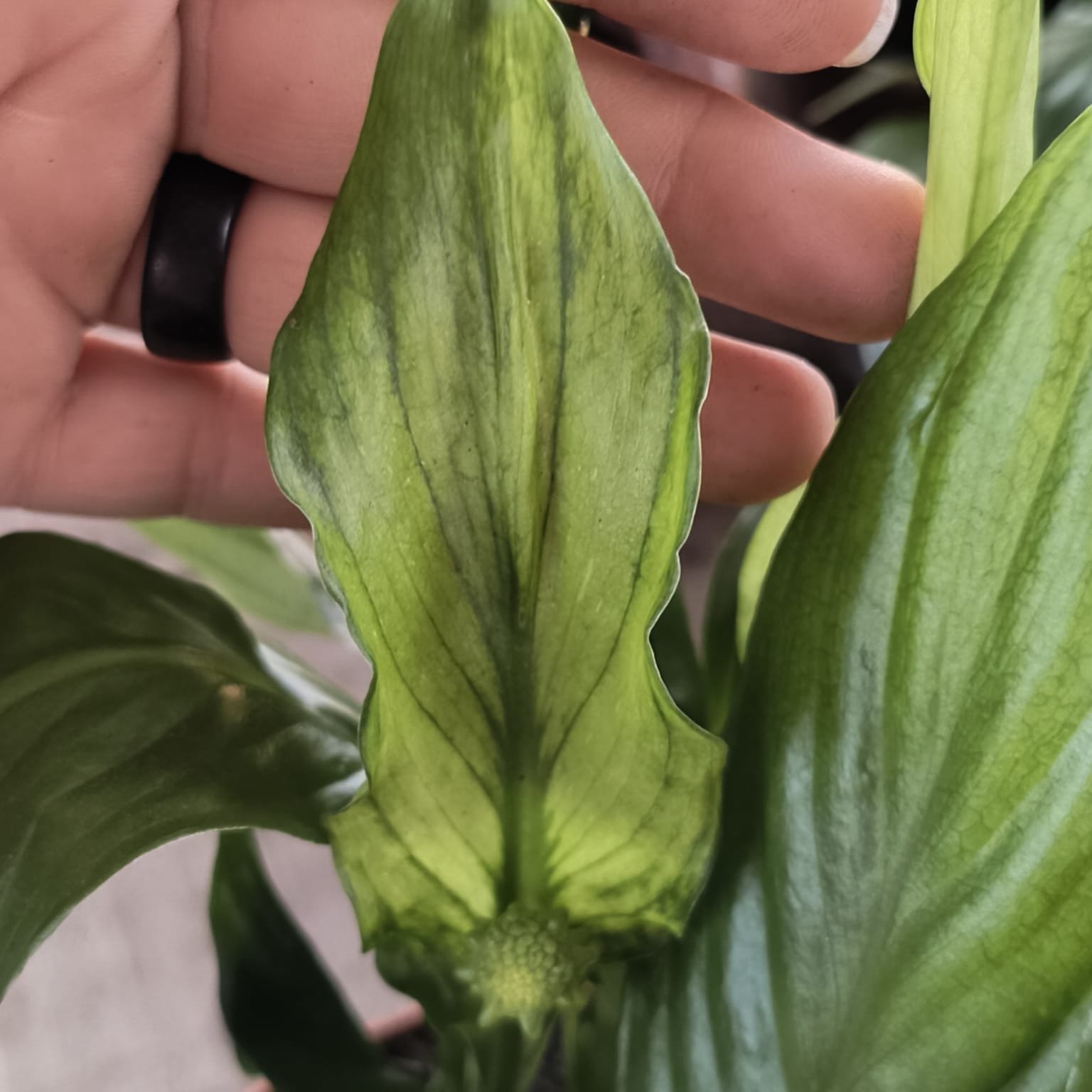 Spathiphyllum Pearl Cupido (Lírio) - Imagem 2