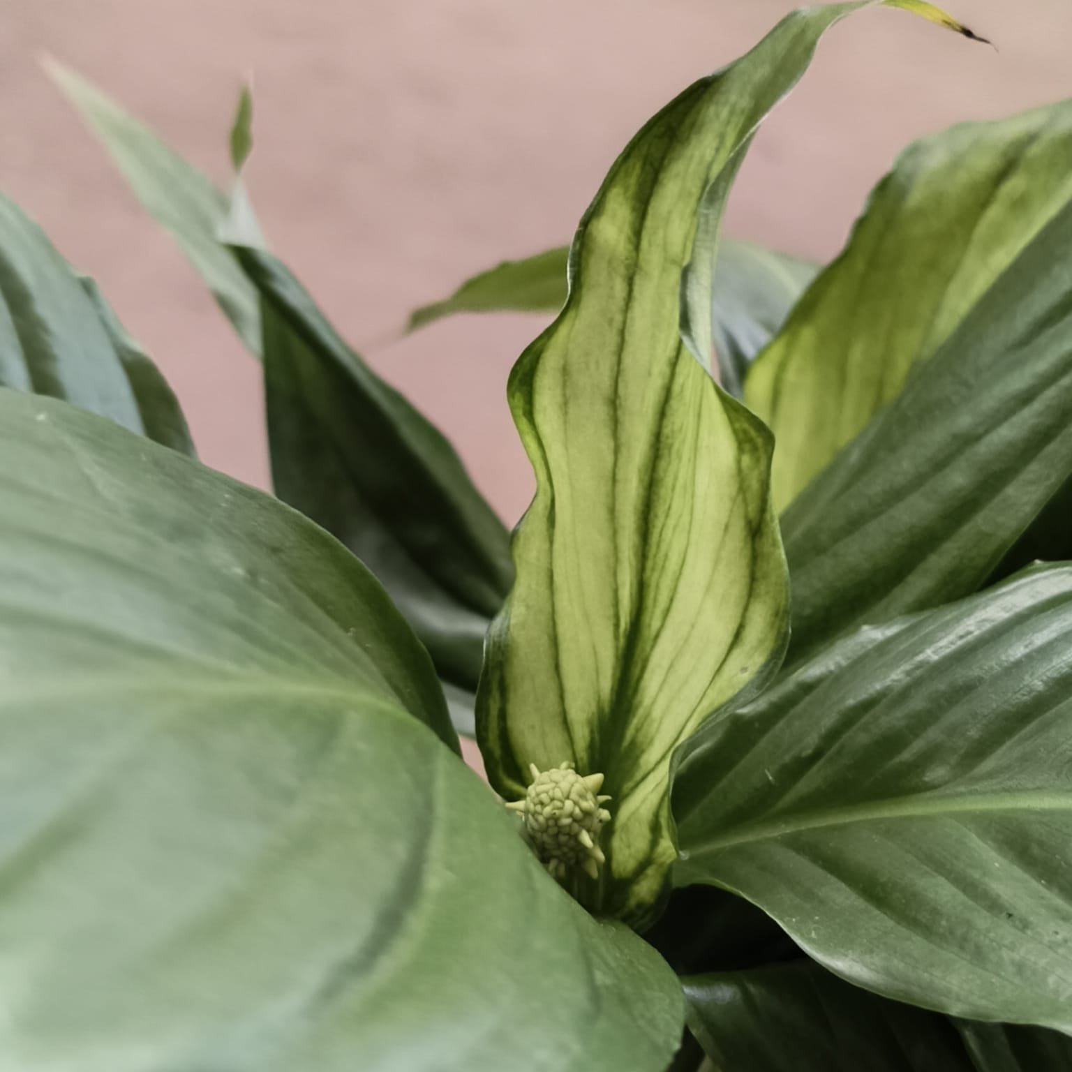 Spathiphyllum Pearl Cupido (Lírio) - Imagem 3