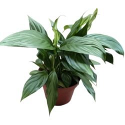 Spathiphyllum Pearl Cupido (Lírio)