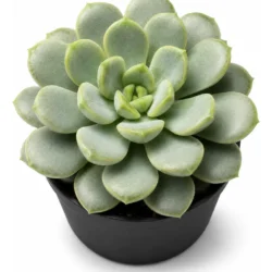 Graptoveria Amenthorum